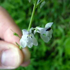 Photographie n°77856 du taxon Linaria repens (L.) Mill. [1768]