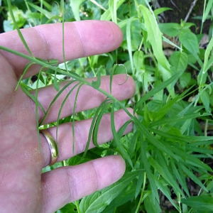 Photographie n°77857 du taxon Linaria repens (L.) Mill. [1768]