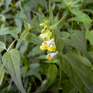 Photographie n°77859 du taxon Melampyrum pratense L. [1753]