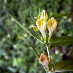 Photographie n°77863 du taxon Melampyrum pratense L. [1753]