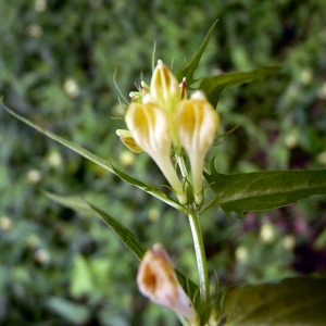 Photographie n°77864 du taxon Melampyrum pratense L. [1753]