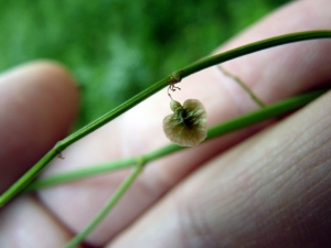Emmanuel Stratmains, le 20 juin 2012 (Neuville-sur-Sarthe (la houdenniere))