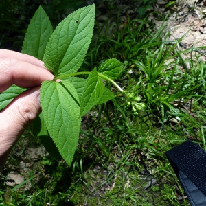 Photographie n°77870 du taxon Scrophularia nodosa L. [1753]