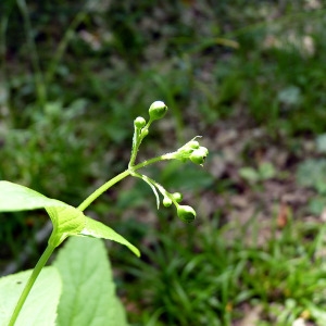 Photographie n°77872 du taxon Scrophularia nodosa L. [1753]