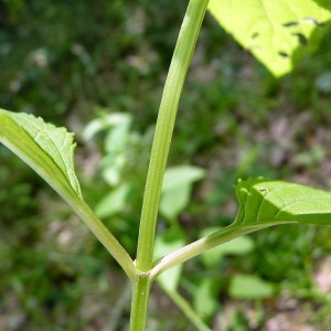 Photographie n°77873 du taxon Scrophularia nodosa L. [1753]