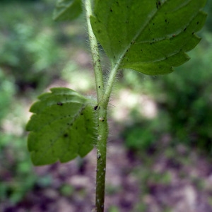 Photographie n°77880 du taxon Veronica montana L. [1755]