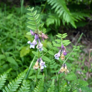 Photographie n°77881 du taxon Vicia sepium L. [1753]