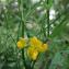  Claire Felloni - Lathyrus pratensis L. [1753]