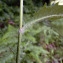  Emmanuel Stratmains - Hieracium laevigatum Willd. [1803]