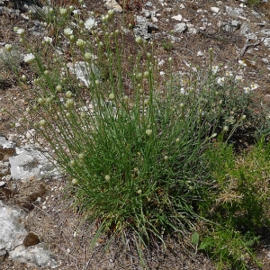 Photographie n°77913 du taxon Armeria arenaria subsp. bupleuroides (Godr. & Gren.) Greuter & Burdet [1989]