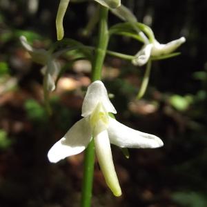 Photographie n°77915 du taxon Platanthera bifolia (L.) Rich. [1817]