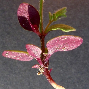 Photographie n°77921 du taxon Chaenorhinum rubrifolium (Robill. & Castagne ex DC.) Fourr. [1869]