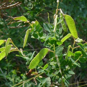 Photographie n°77931 du taxon Cytisophyllum sessilifolium (L.) O.Lang [1843]