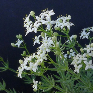 Photographie n°77935 du taxon Galium pusillum L. [1753]