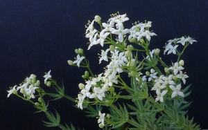 Bertrand BUI, le 30 mai 2012 (Simiane-Collongue (Pilon du Roi))