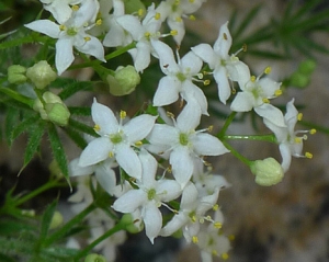 Bertrand BUI, le 30 mai 2012 (Simiane-Collongue (Pilon du Roi))