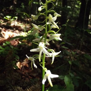 Photographie n°77937 du taxon Platanthera bifolia (L.) Rich. [1817]