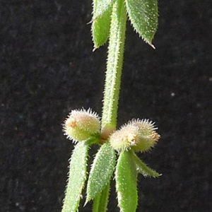 Photographie n°77938 du taxon Galium verticillatum Danthoine ex Lam. [1788]