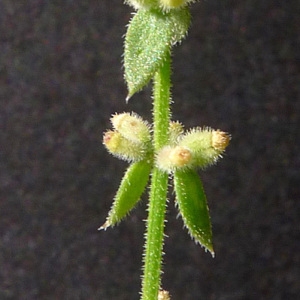 Photographie n°77939 du taxon Galium verticillatum Danthoine ex Lam. [1788]