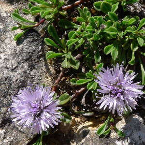 Photographie n°77940 du taxon Globularia repens Lam. [1779]