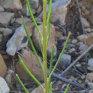 Photographie n°77942 du taxon Iberis linifolia L. [1759]