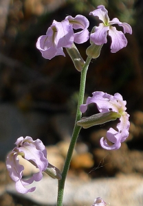 Bertrand BUI, le 30 mai 2012 (Simiane-Collongue (St Germain))