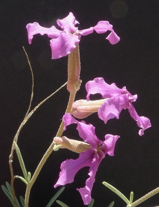 Bertrand BUI, le 30 mai 2012 (Simiane-Collongue (St Germain))