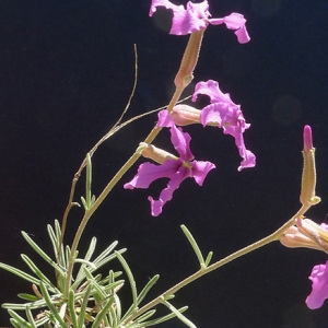 Photographie n°77951 du taxon Matthiola fruticulosa (L.) Maire [1932]