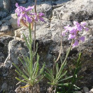 Photographie n°77953 du taxon Matthiola fruticulosa (L.) Maire [1932]