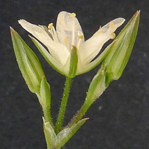 Photographie n°77955 du taxon Minuartia rostrata (Pers.) Rchb. [1842]