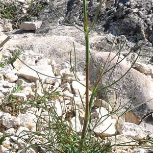 Photographie n°77957 du taxon Seseli longifolium L. [1759]