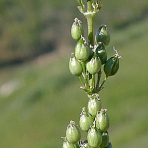 Photographie n°77958 du taxon Silene otites (L.) Wibel [1799]