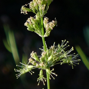 Silene densiflora var. trichocalycina Boiss. (Silène à oreillettes)