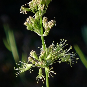 Silene otites var. umbellata DC. (Silène à oreillettes)