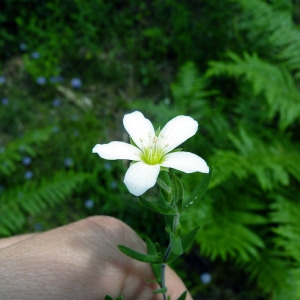 Photographie n°77974 du taxon Arenaria montana L. [1755]