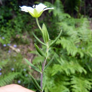 Photographie n°77977 du taxon Arenaria montana L. [1755]