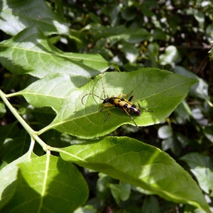 Photographie n°77980 du taxon Euonymus europaeus L. [1753]