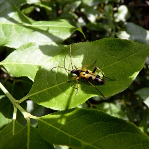 Photographie n°77981 du taxon Euonymus europaeus L. [1753]