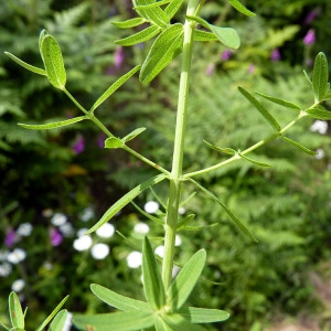 Photographie n°77983 du taxon Hypericum perforatum L. [1753]