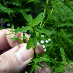 Photographie n°77984 du taxon Hypericum perforatum L. [1753]