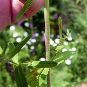Photographie n°77985 du taxon Hypericum perforatum L. [1753]