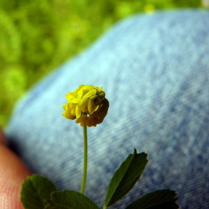 Photographie n°77993 du taxon Medicago lupulina L. [1753]