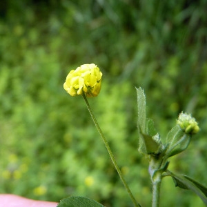 Photographie n°77994 du taxon Medicago lupulina L. [1753]