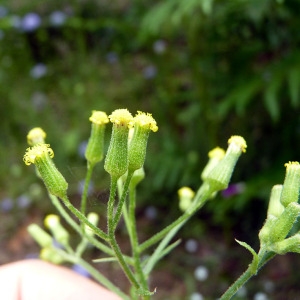 Photographie n°77998 du taxon Senecio sylvaticus L. [1753]