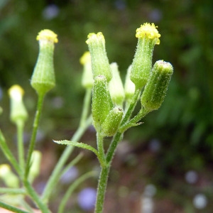 Senecio montanus L. (Séneçon des bois)