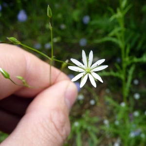 Photographie n°78005 du taxon Stellaria graminea L. [1753]