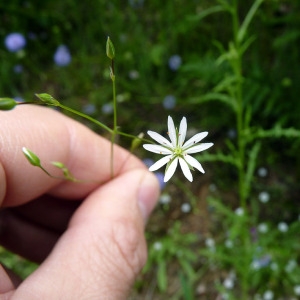 Photographie n°78006 du taxon Stellaria graminea L. [1753]