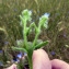  Emmanuel Stratmains - Anchusa arvensis (L.) M.Bieb. [1808]