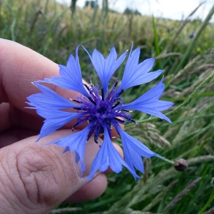 Photographie n°78048 du taxon Centaurea cyanus L. [1753]