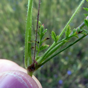 Photographie n°78057 du taxon Erodium moschatum (L.) L'Hér. [1789]